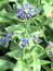 Alkanna tinctoria, Alkannawurzel,Färbepflanze Alkanna tinctoria, Alkannawurzel, Ochsenzunge, Färbepflanze, Färberpflanze, Pflanzenfarben, färben, Klostergarten Seligenstadt